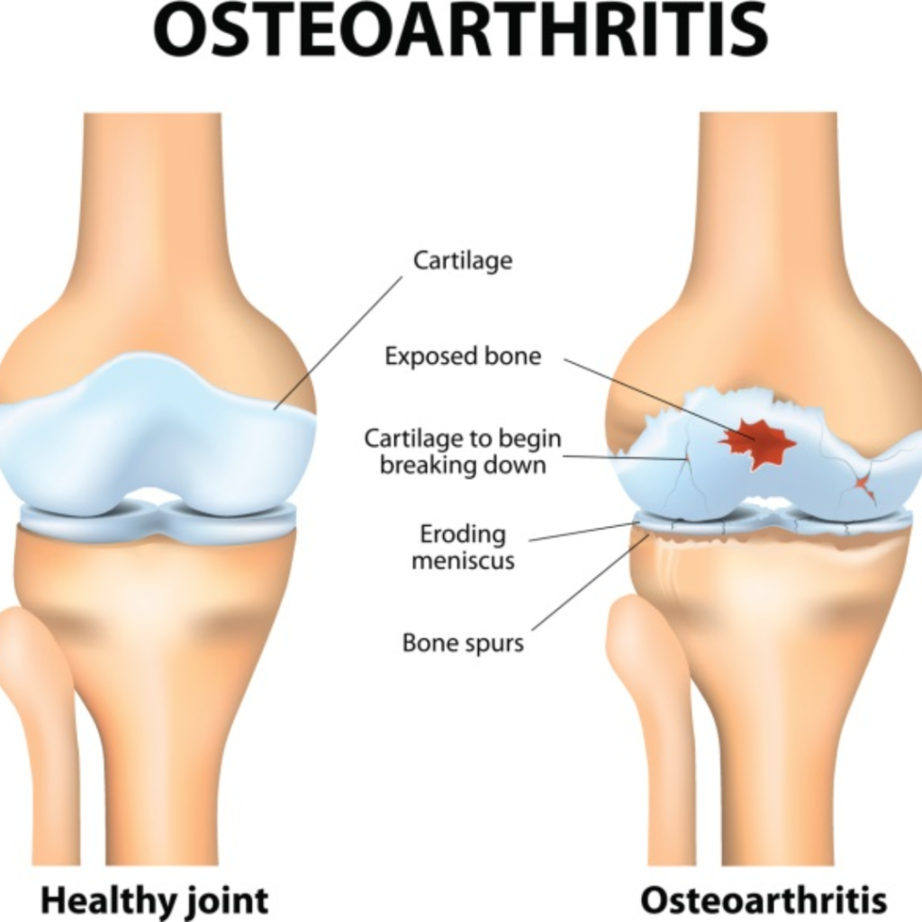 the 3rj sweets restaurant under one roof is a place where you can enjoy the great variety of pizzas under one roof. 4 1024x1024